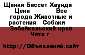 Щенки Бассет Хаунда  › Цена ­ 25 000 - Все города Животные и растения » Собаки   . Забайкальский край,Чита г.